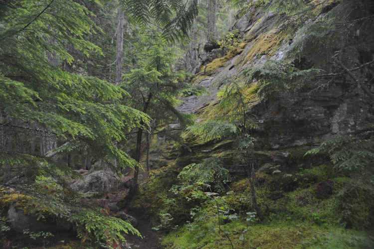 rainforest